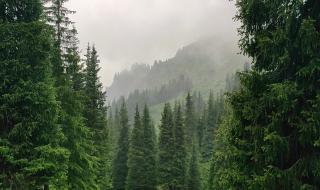 空山新雨后下一句是什么