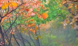 空山新雨后下一句是什么