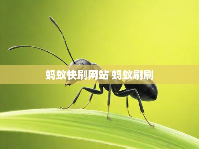 蚂蚁快刷网站 蚂蚁刷刷